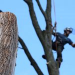 Tree Surgeon Maidstone