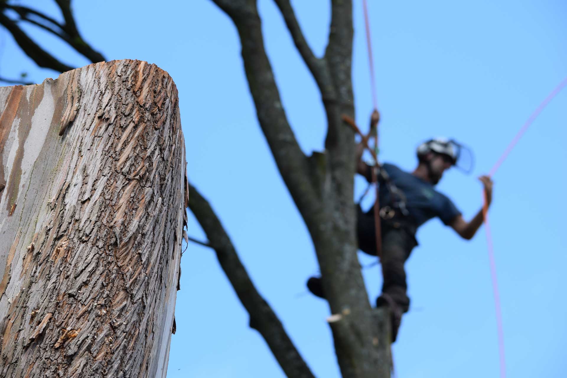 Tree Surgeon Maidstone Kent